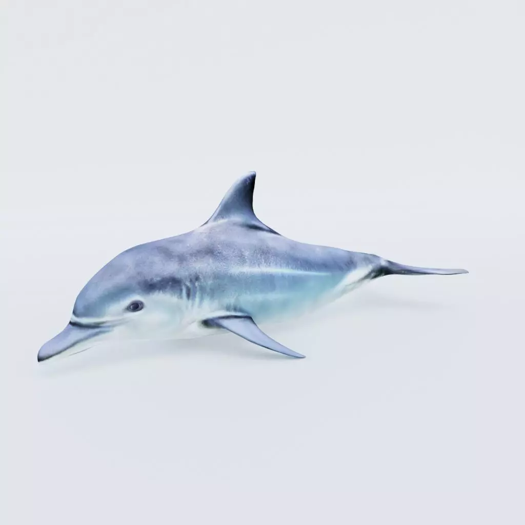 Dolphin Free 3D model_0