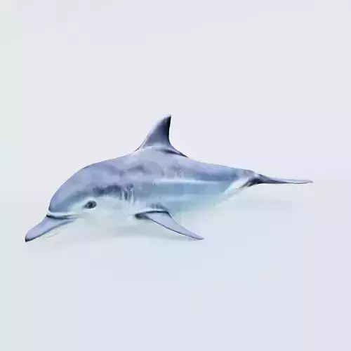 Dolphin