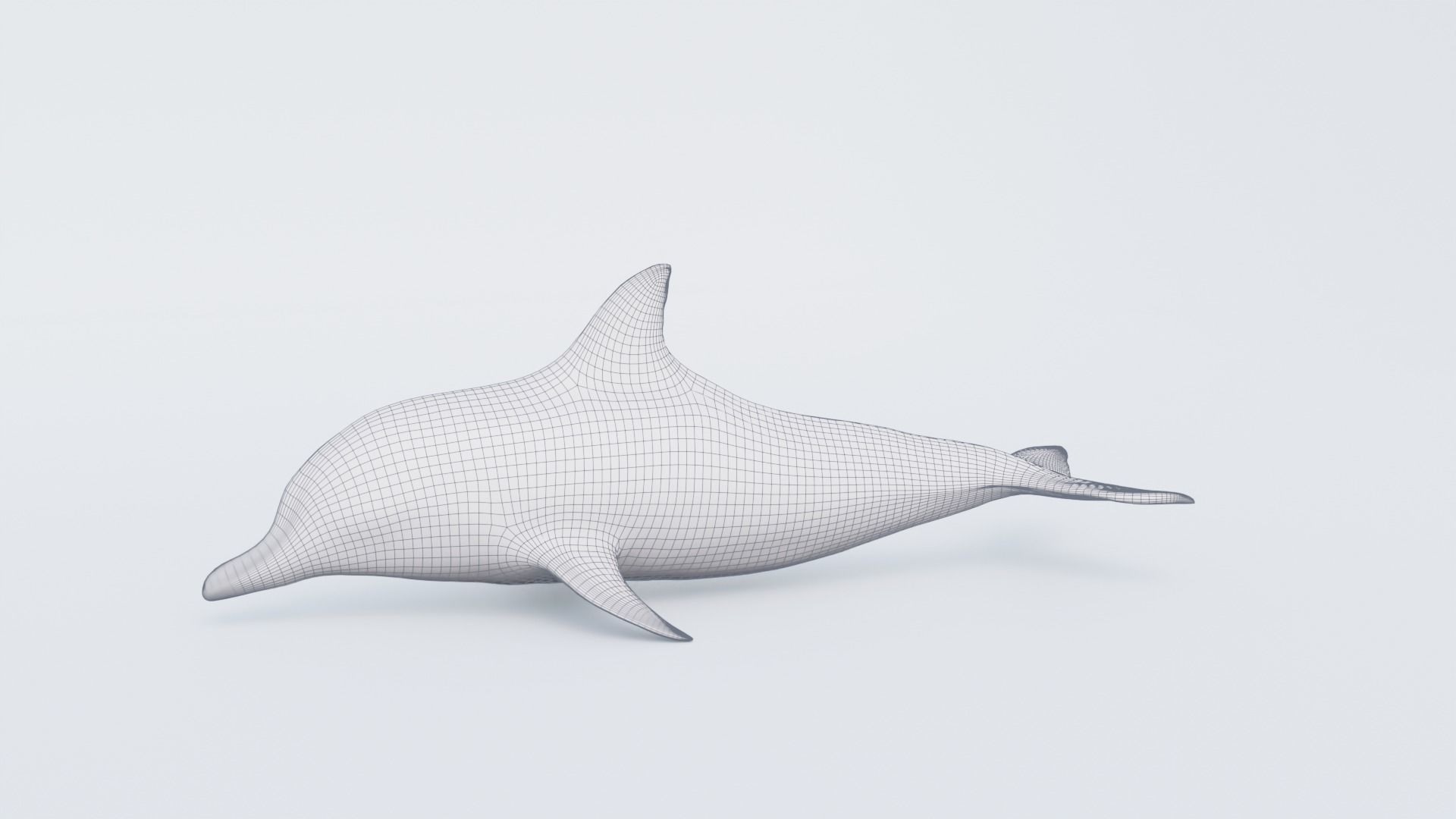 Dolphin Free 3D model_7