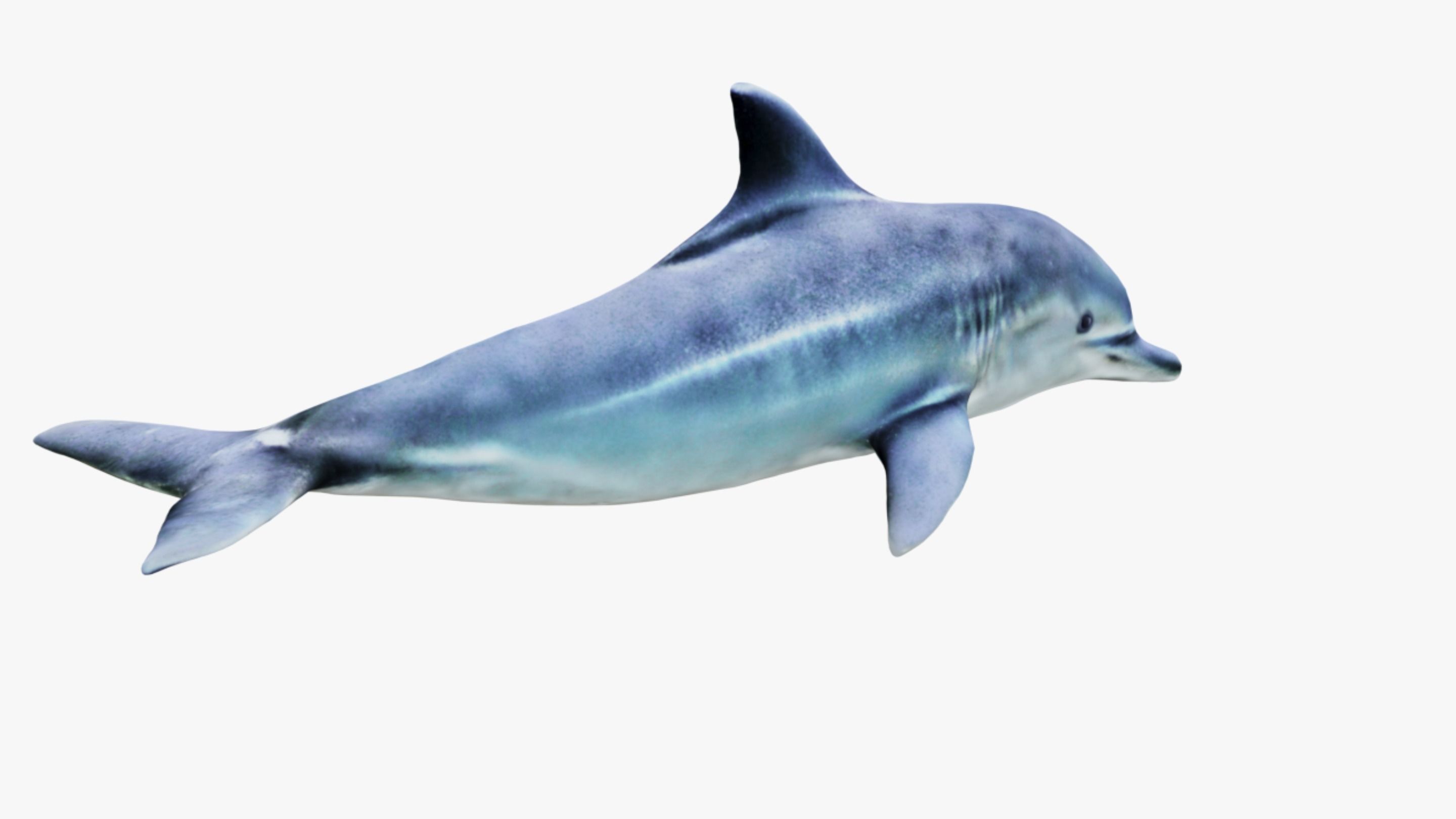 Dolphin Free 3D model_5