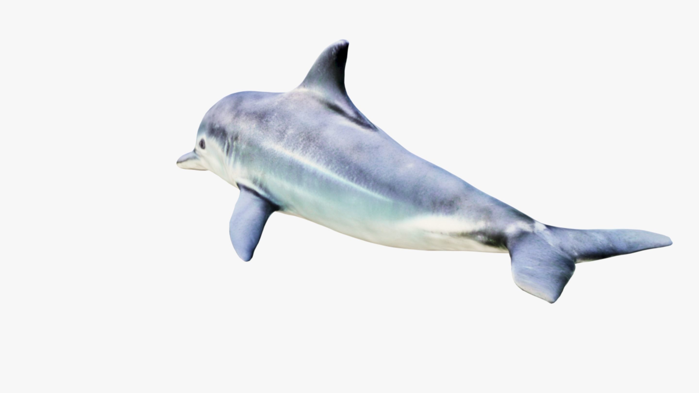 Dolphin Free 3D model_4