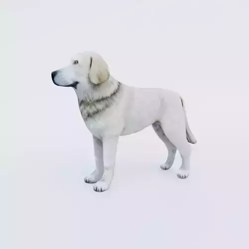 Dog Animal Free 3D model