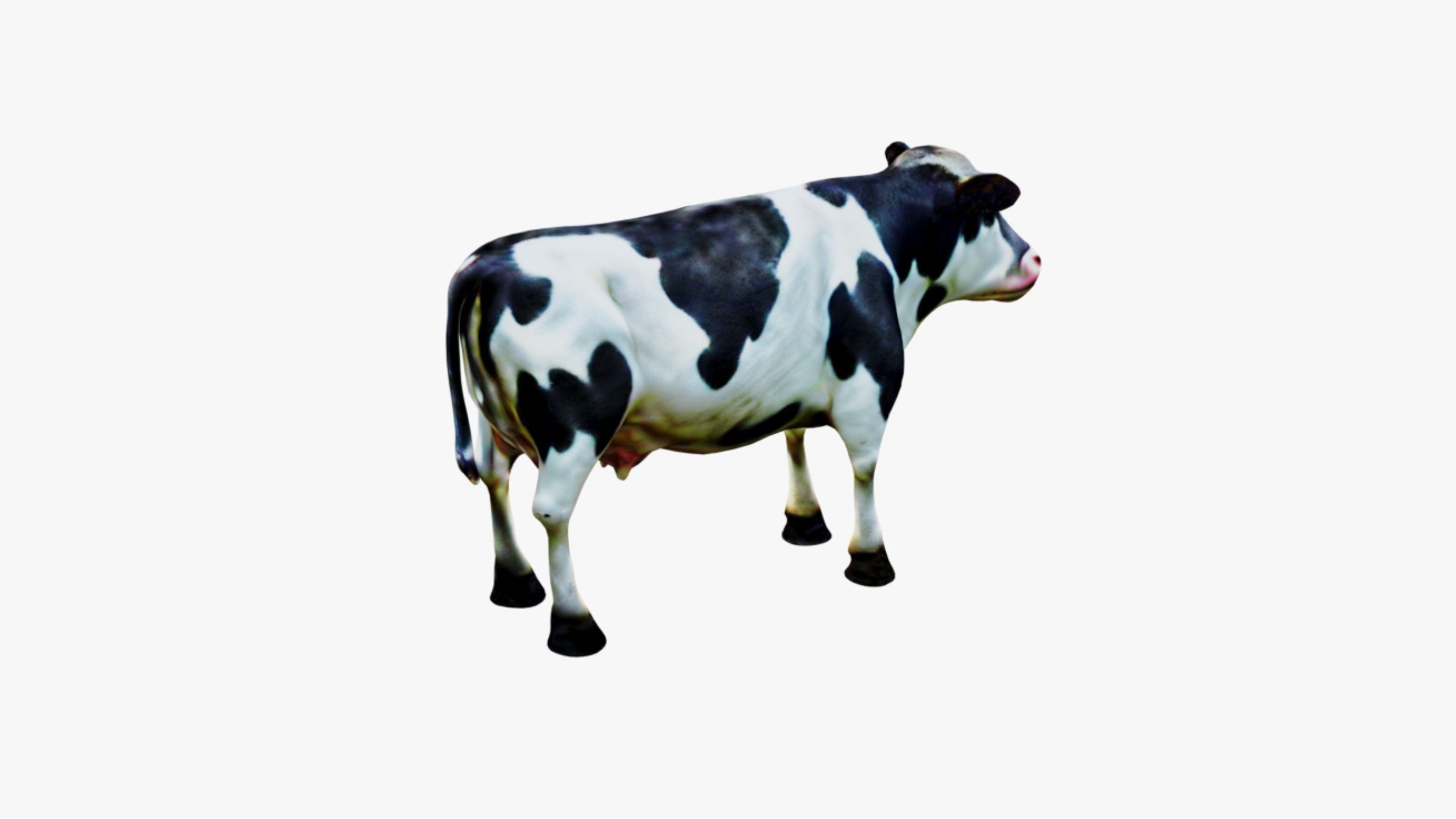 Cow Animal Free 3D model_5