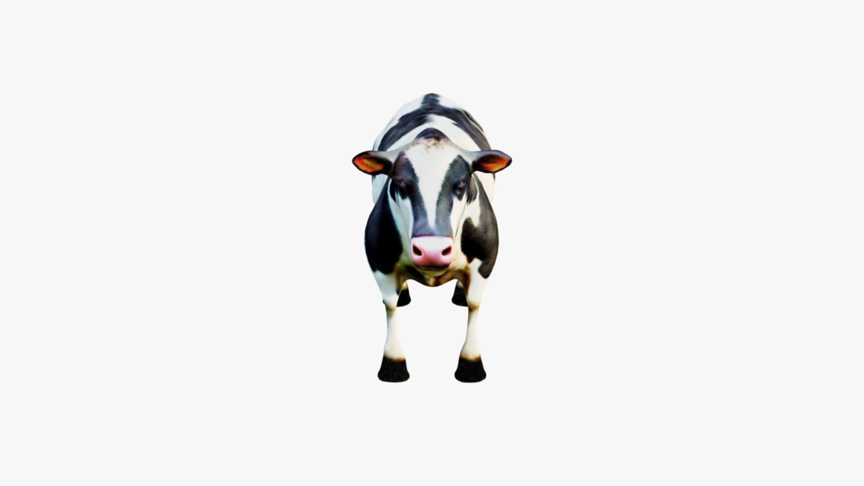 Cow Animal Free 3D model_3