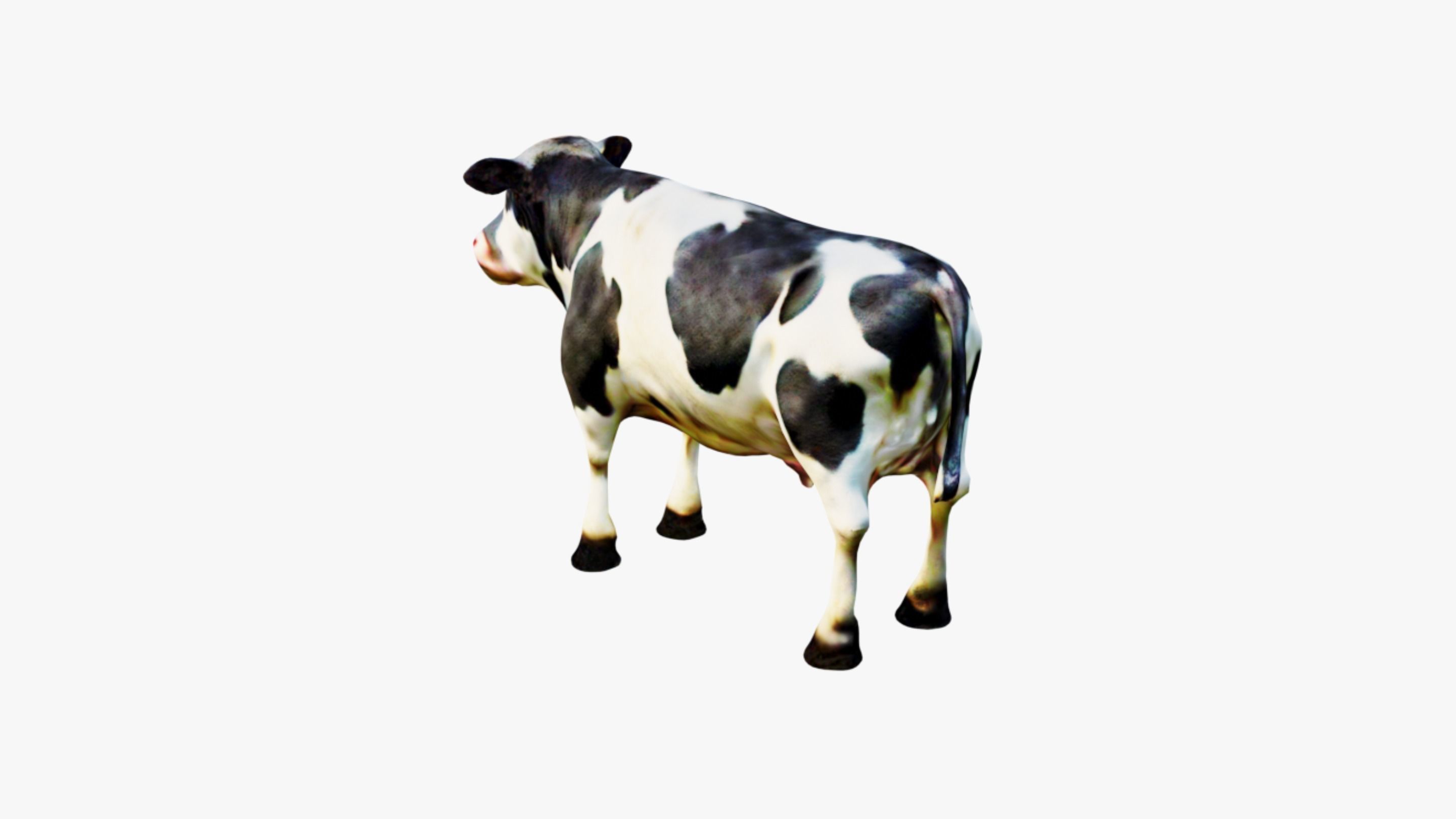 Cow Animal Free 3D model_4