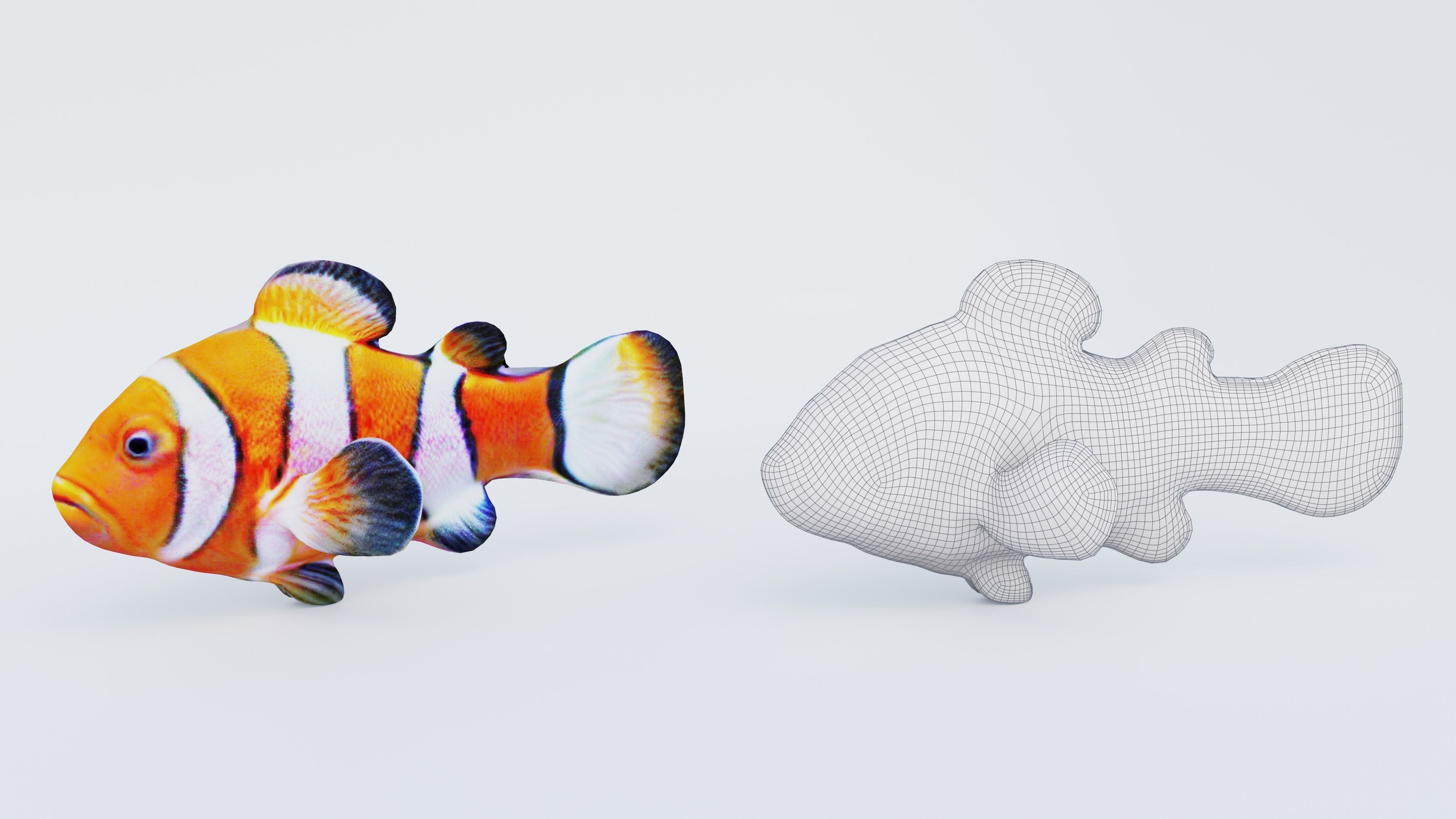 Clownfish Free 3D model_6