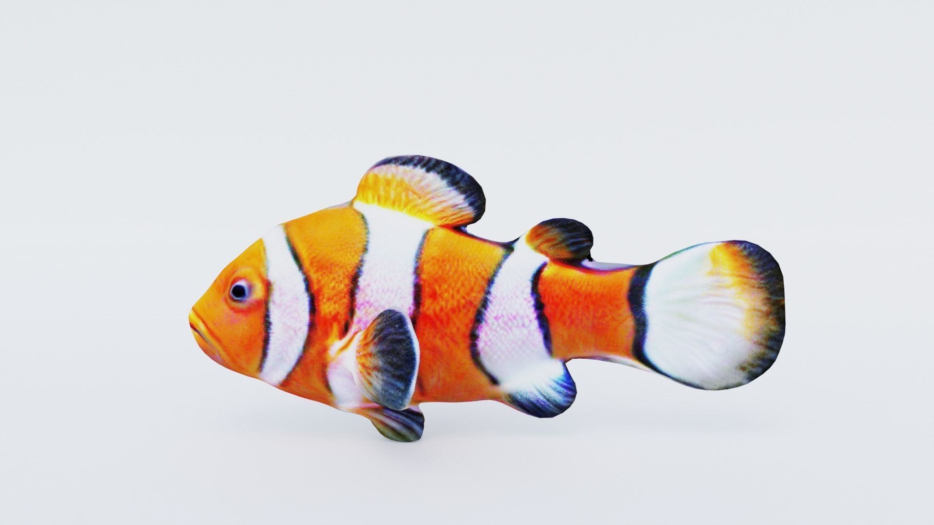 Clownfish Free 3D model_2