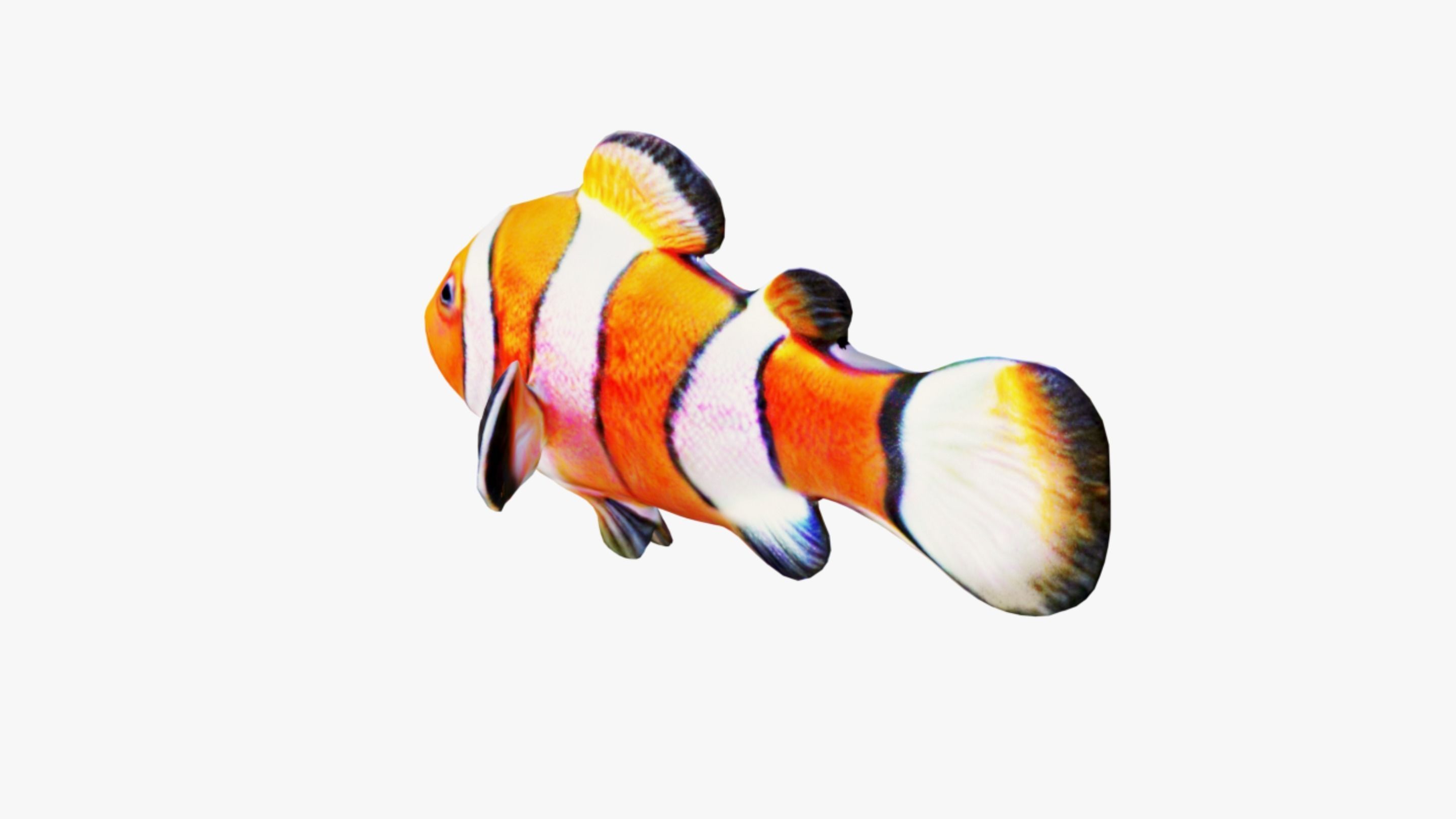 Clownfish Free 3D model_4
