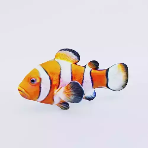 Clownfish