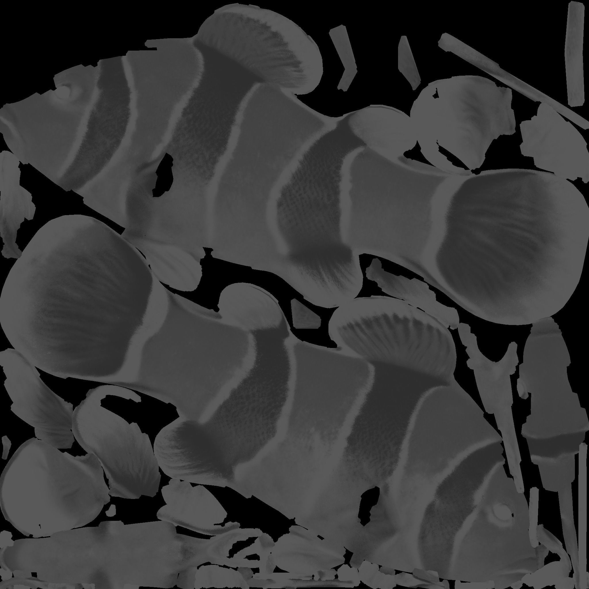 Clownfish Free 3D model_10