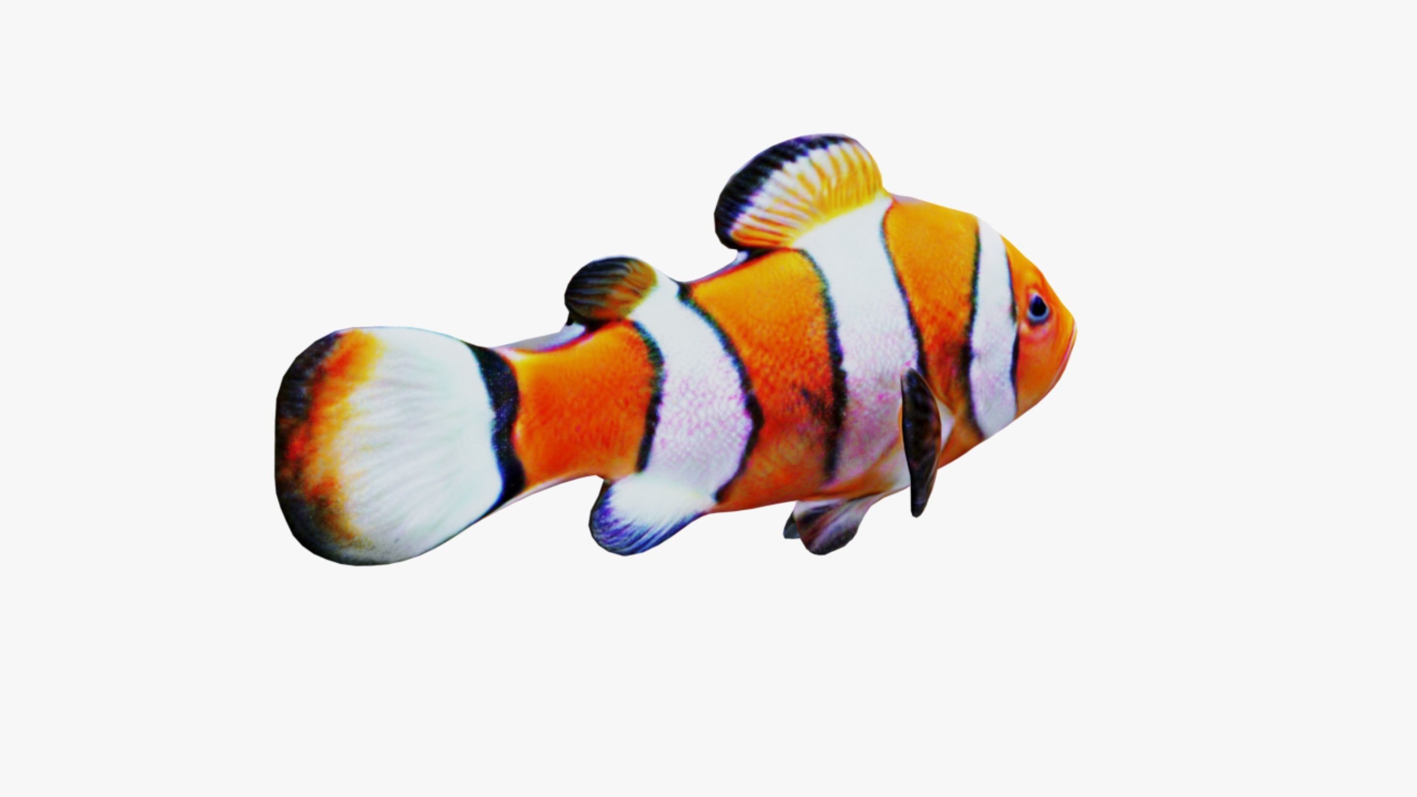 Clownfish Free 3D model_5