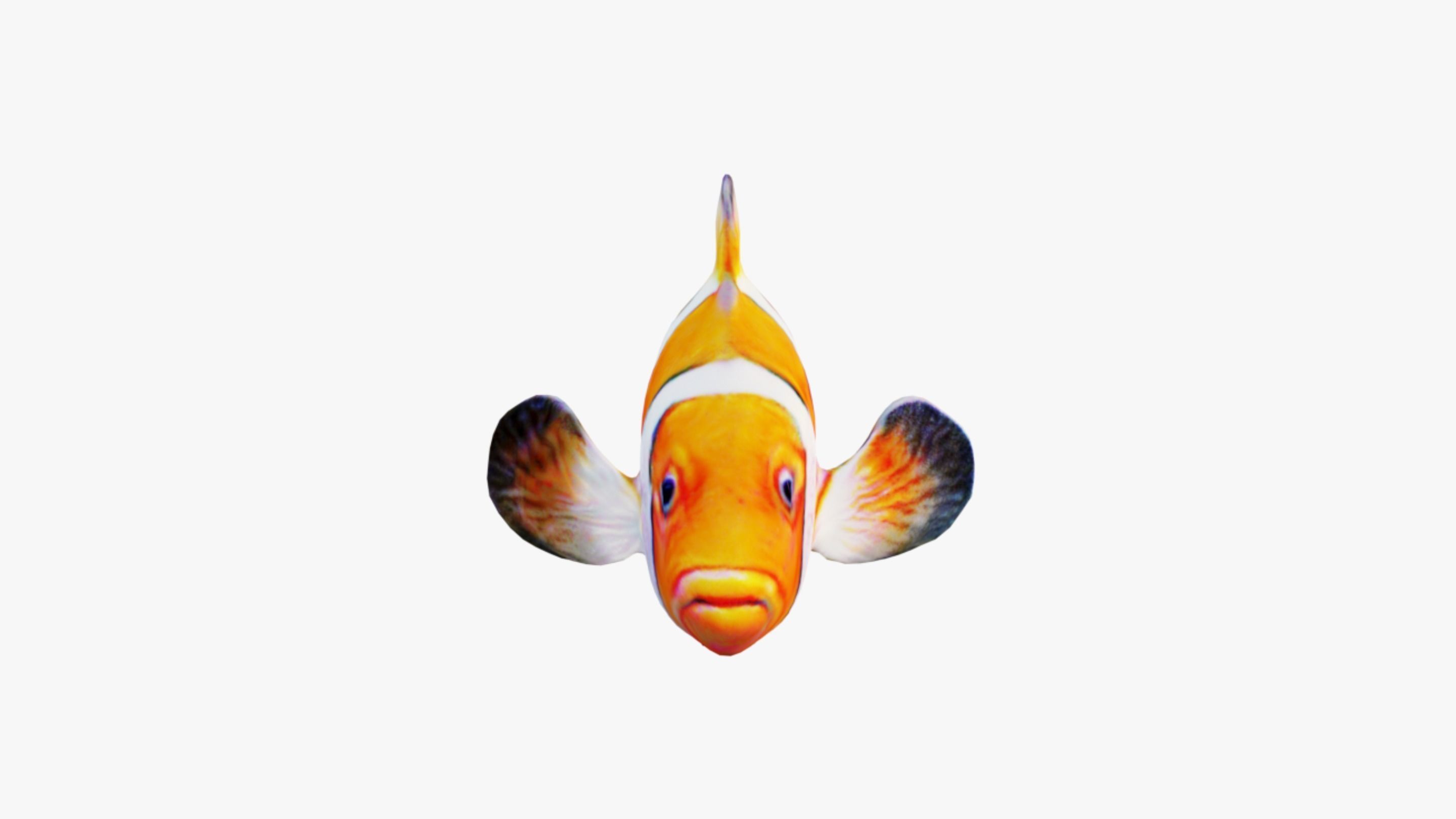 Clownfish Free 3D model_3