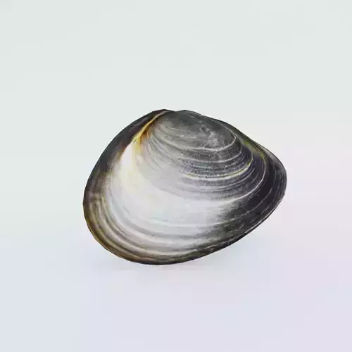 Clam Shellfish Free 3D model