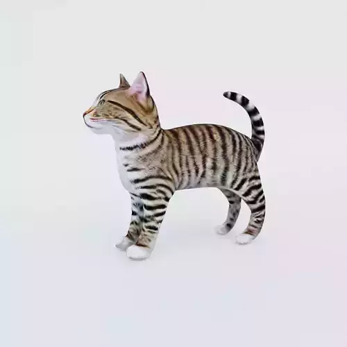 Cat Animal Free 3D model