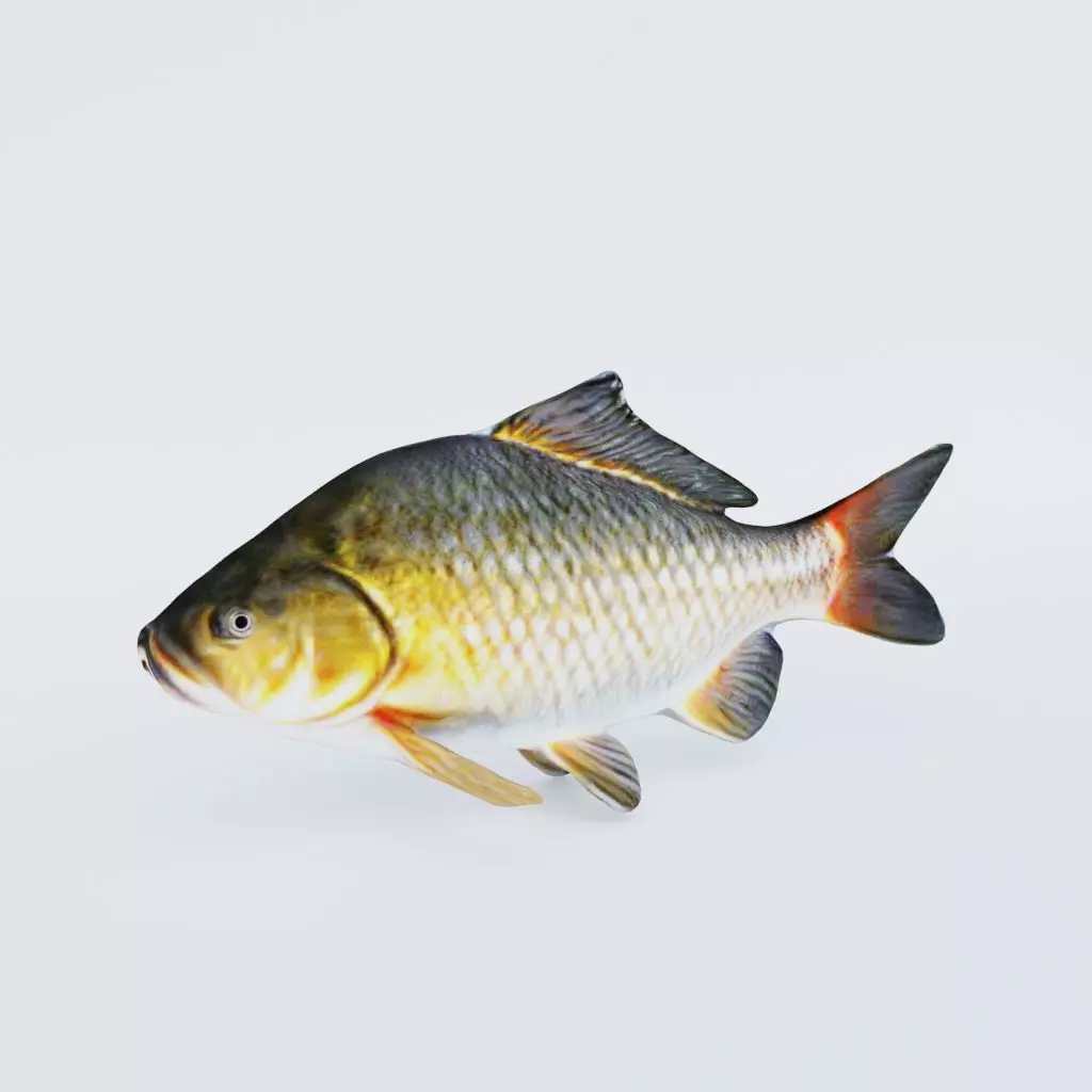 Carp Animal Free 3D model