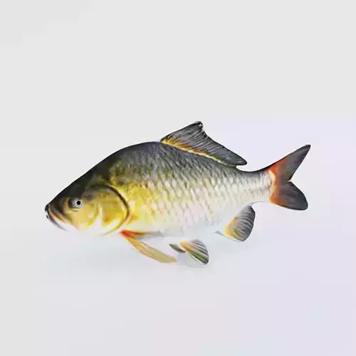 Carp Animal