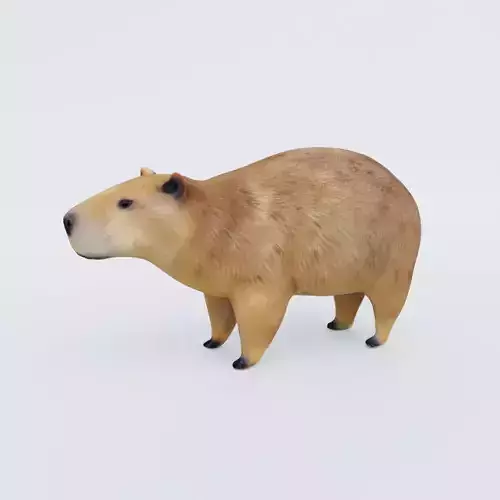 Capybara Free 3D model