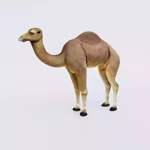 Camel Free 3D model