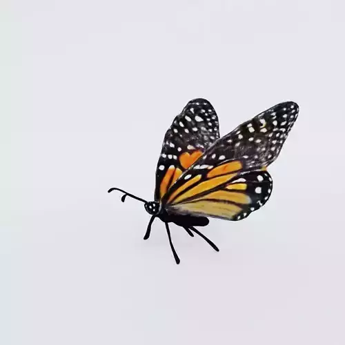 Butterfly Free 3D model