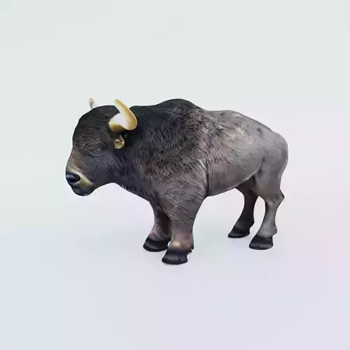 Buffalo