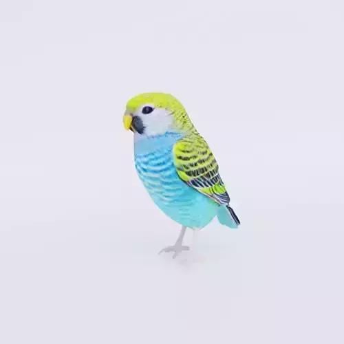 Budgerigar Free 3D model