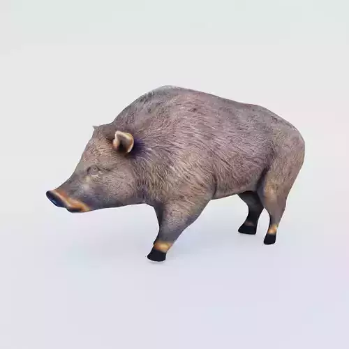 Boar Animal Free 3D model