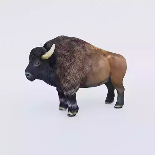 Bison Free 3D model
