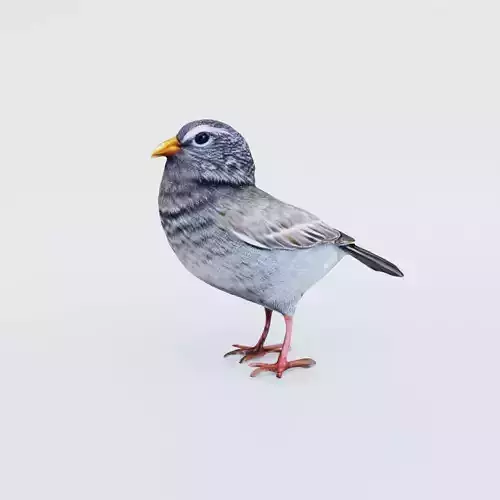 Bird Animal Free 3D model