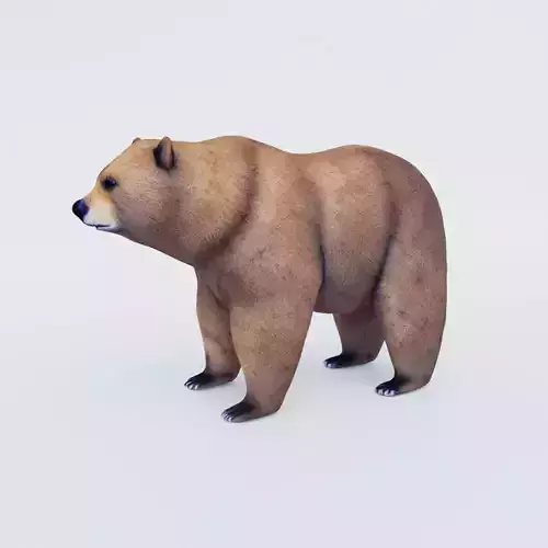 Bear Animal Free 3D model