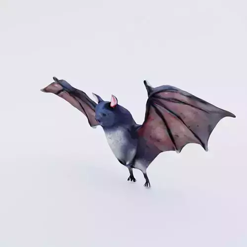 Bat Animal Free 3D model