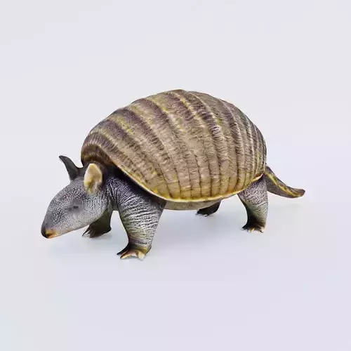 Armadillo Free 3D model