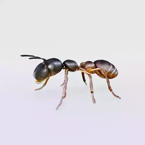 Ant Animal Free 3D model