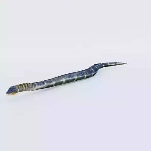 Anaconda Free 3D model