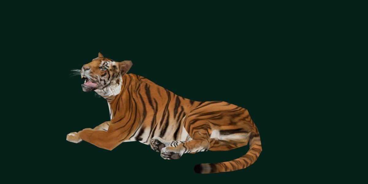 Young South China Tiger Low-poly 3D model_23