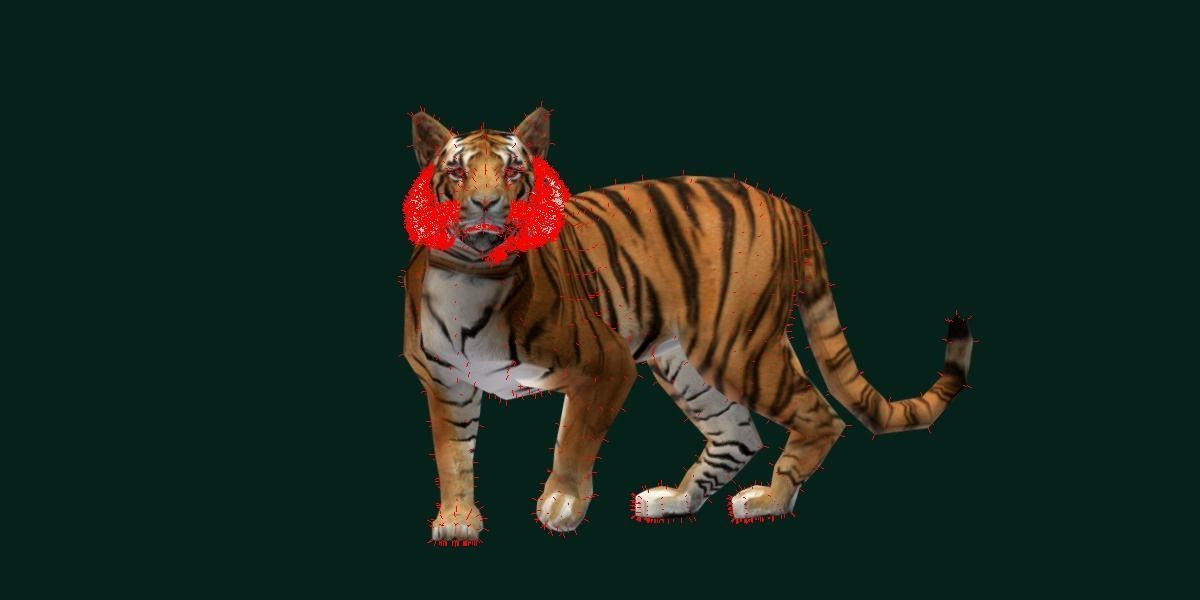 Young South China Tiger Low-poly 3D model_15