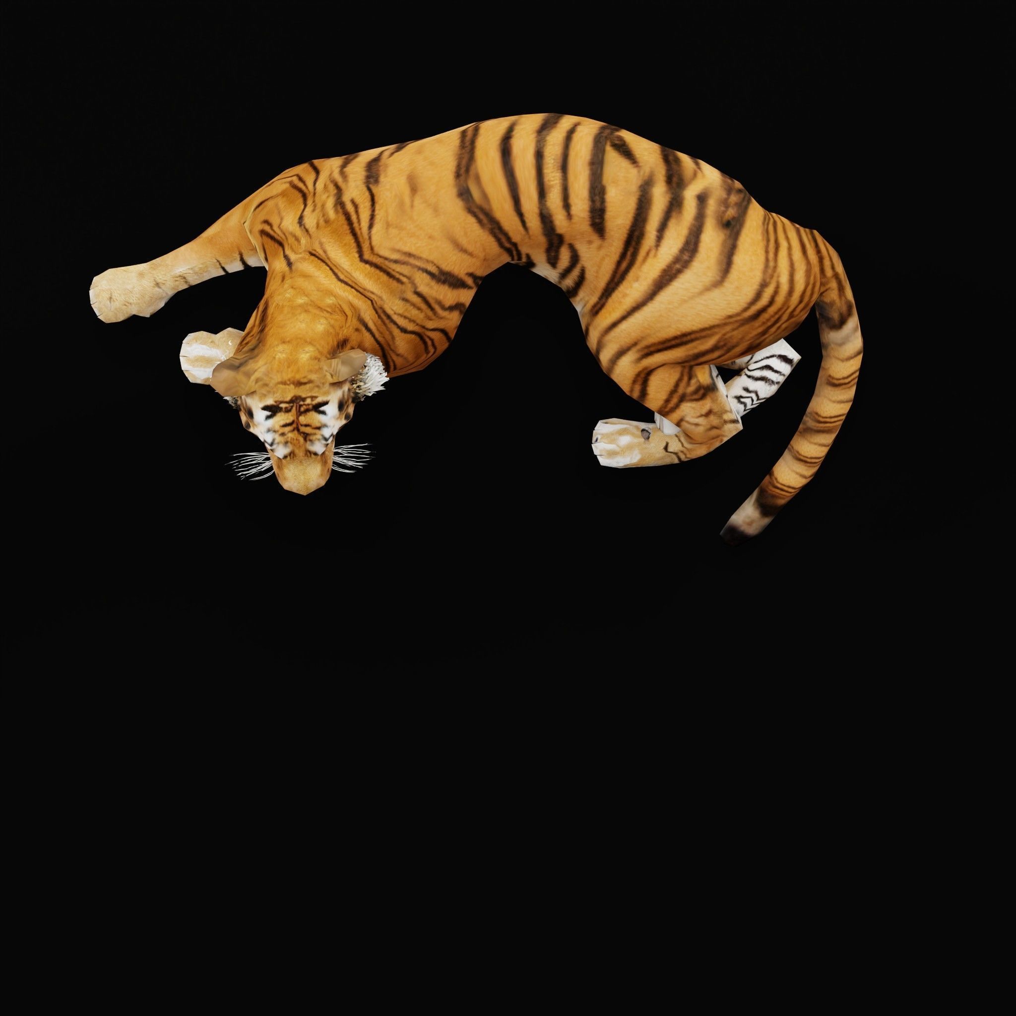 Young South China Tiger Low-poly 3D model_9