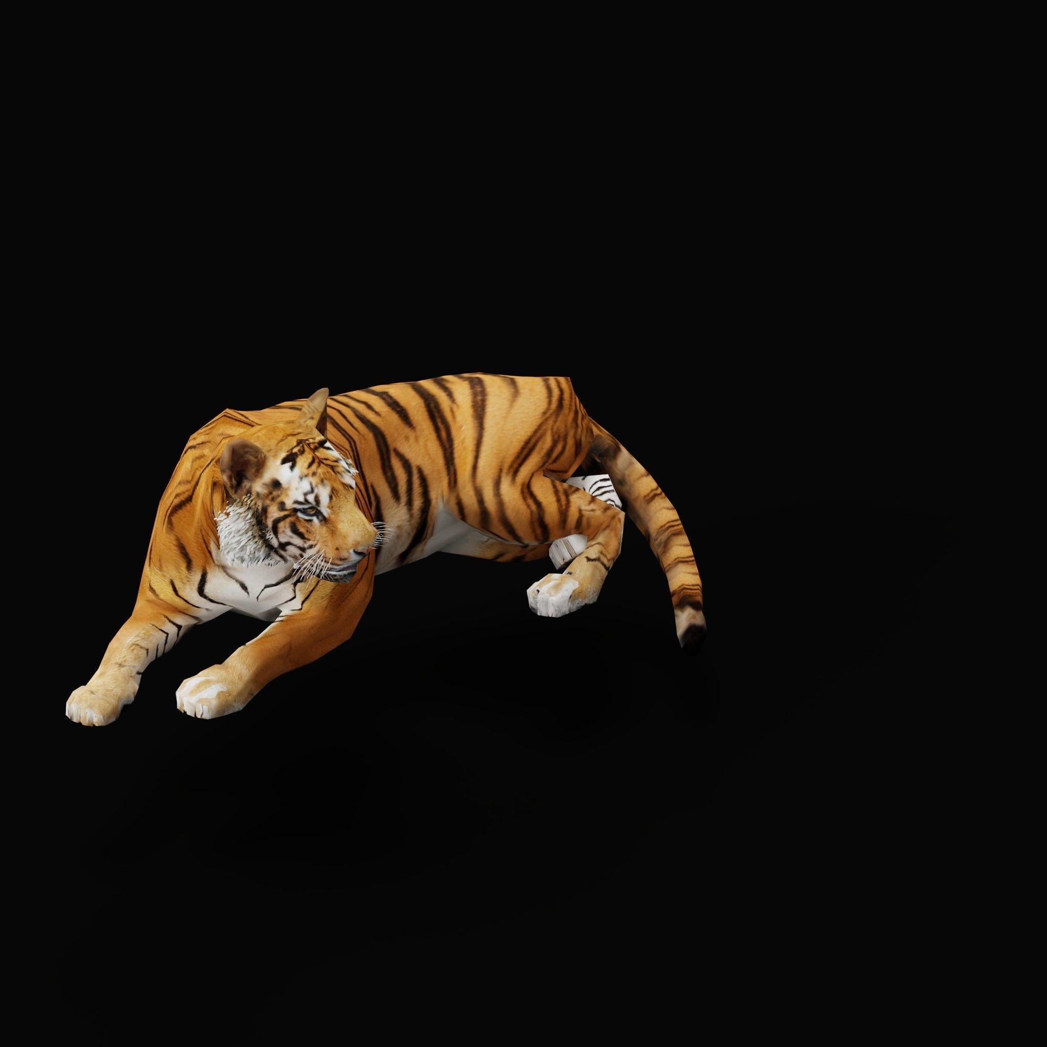 Young South China Tiger Low-poly 3D model_6
