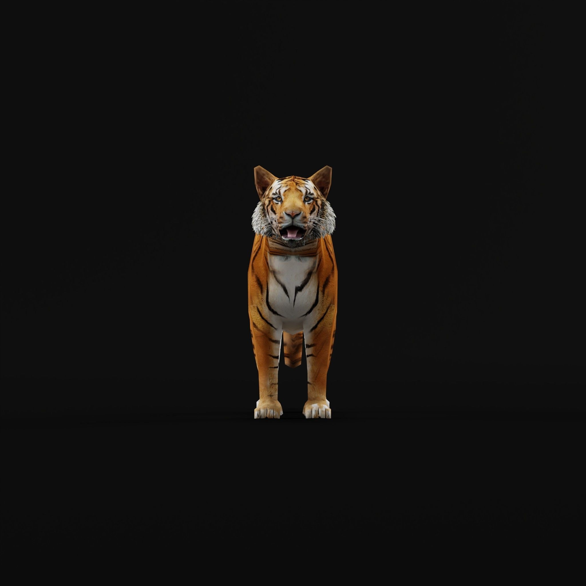 Young South China Tiger Low-poly 3D model_3