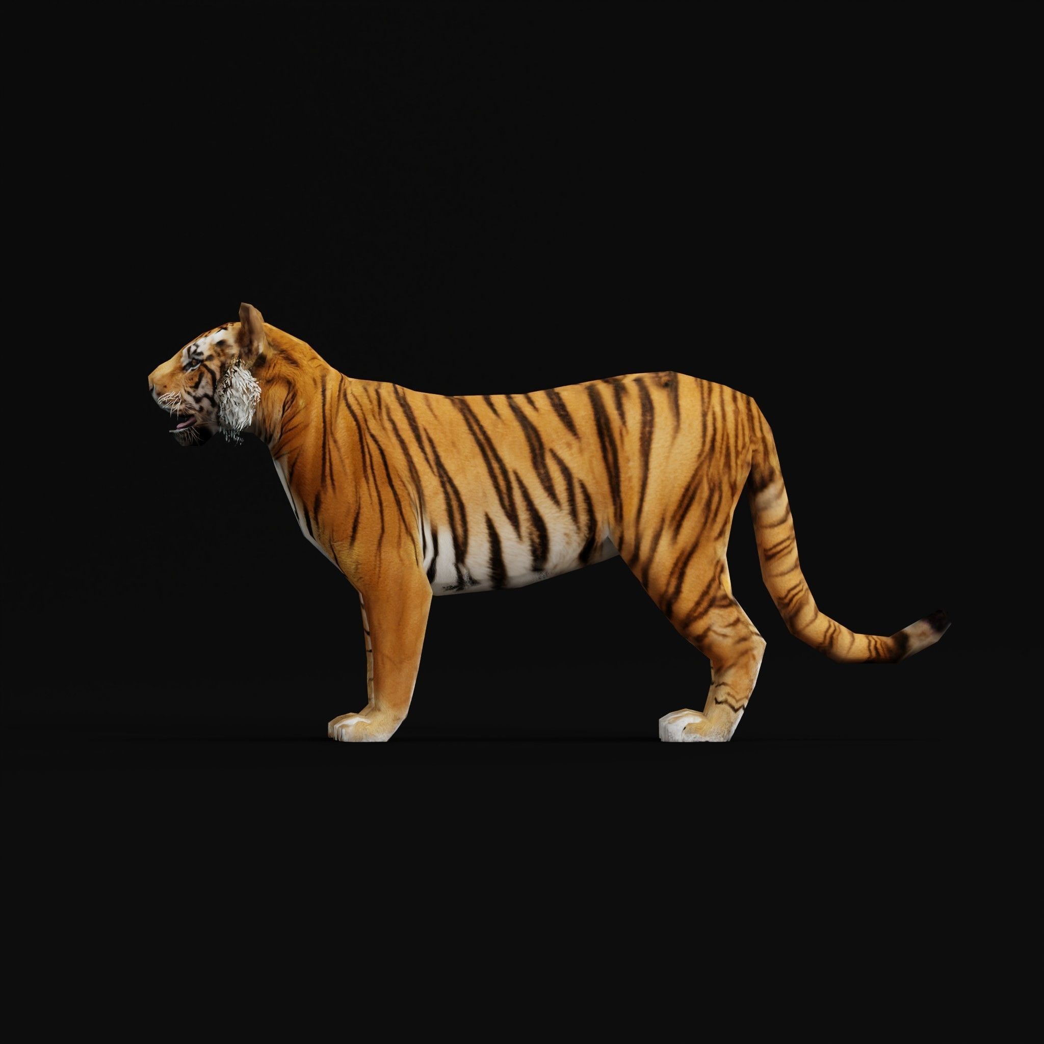 Young South China Tiger Low-poly 3D model_4