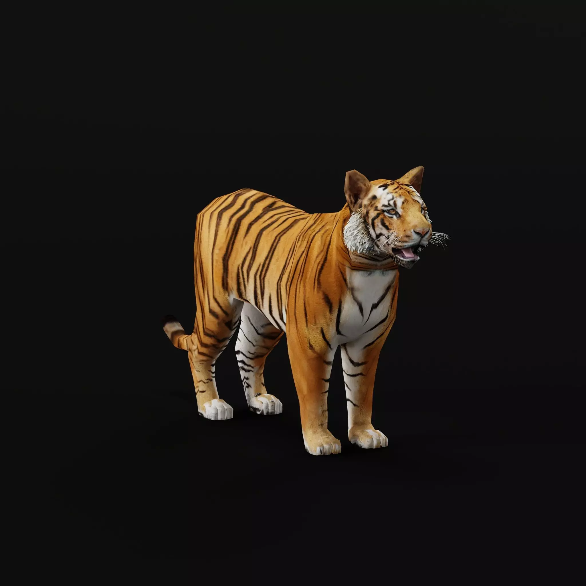Young South China Tiger Low-poly 3D model_0