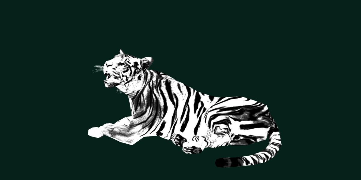 Young South China Tiger Low-poly 3D model_25