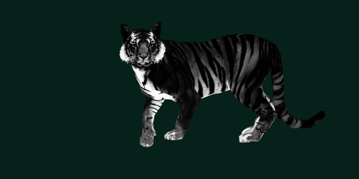 Young South China Tiger Low-poly 3D model_27