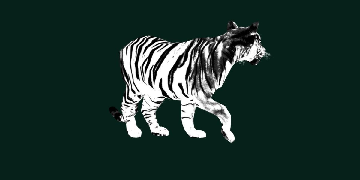 Young South China Tiger Low-poly 3D model_26