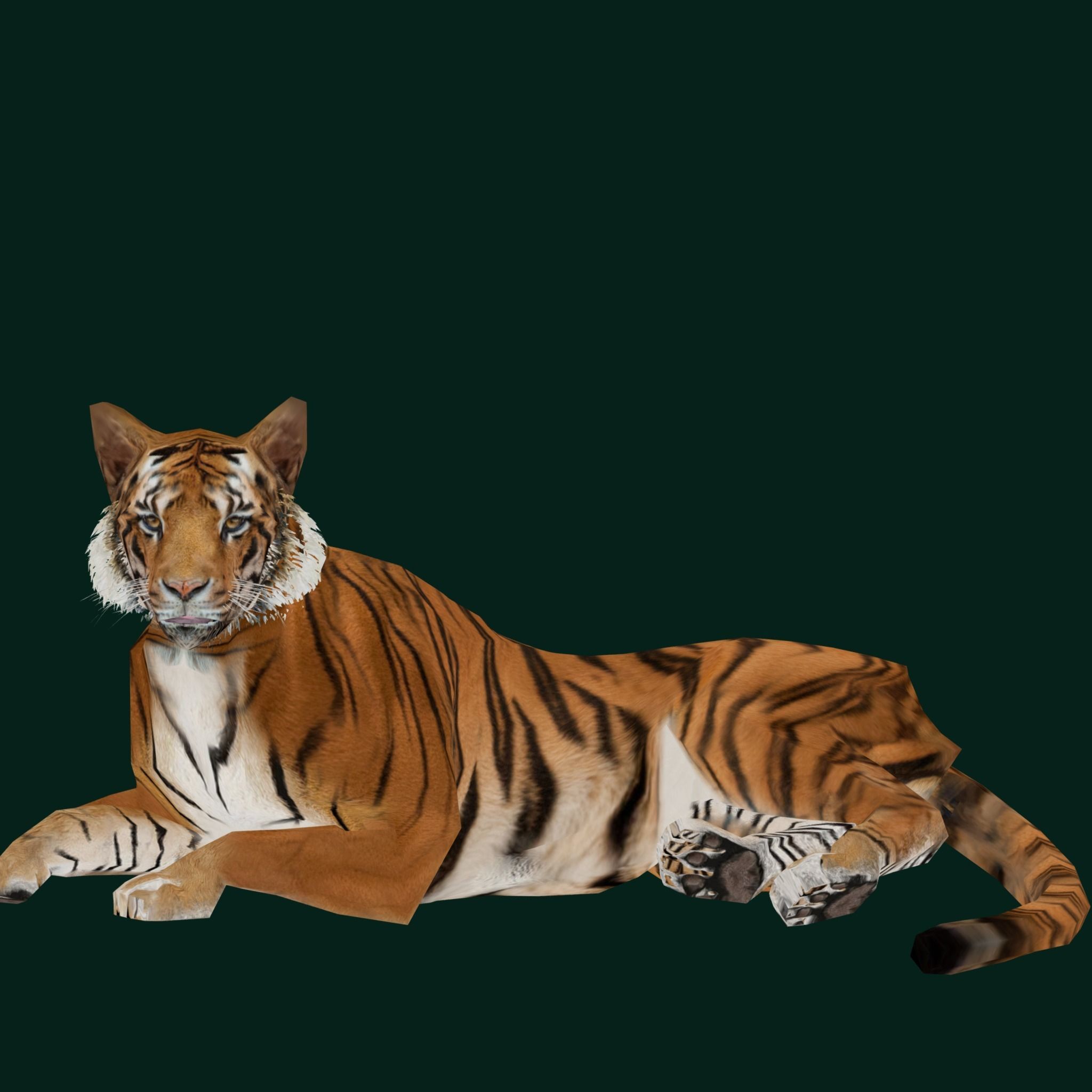 Young South China Tiger Low-poly 3D model_19