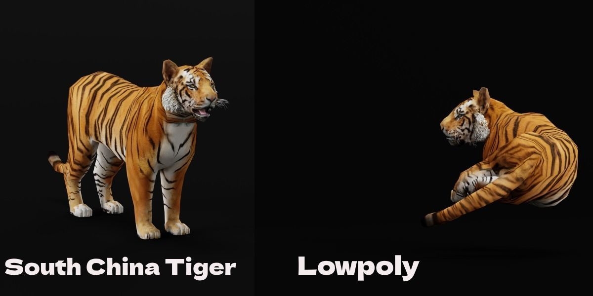 Young South China Tiger Low-poly 3D model_2