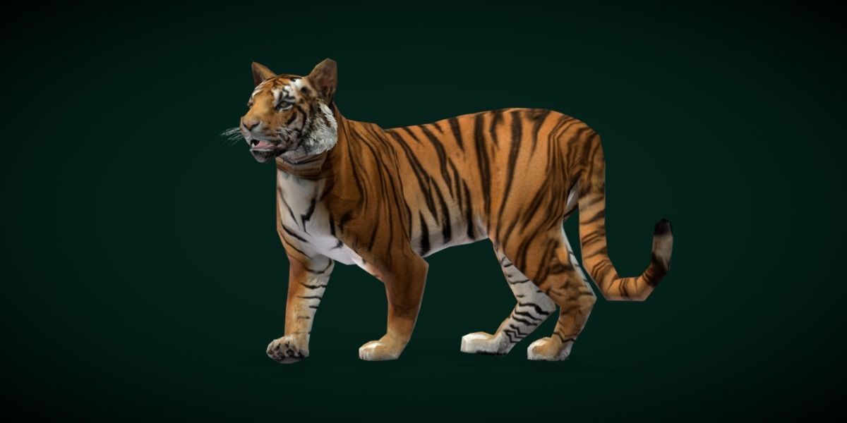 Young South China Tiger Low-poly 3D model_28