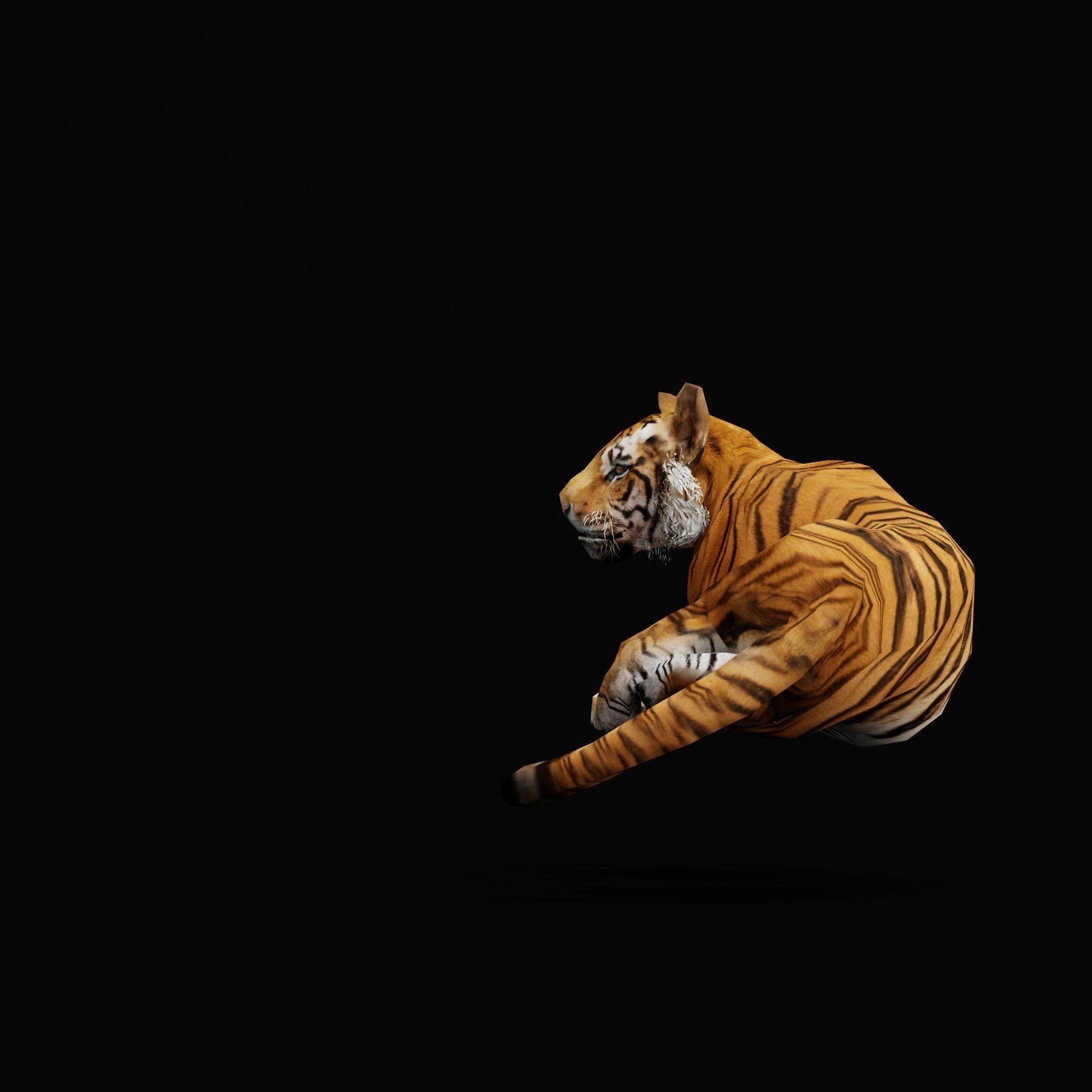 Young South China Tiger Low-poly 3D model_8
