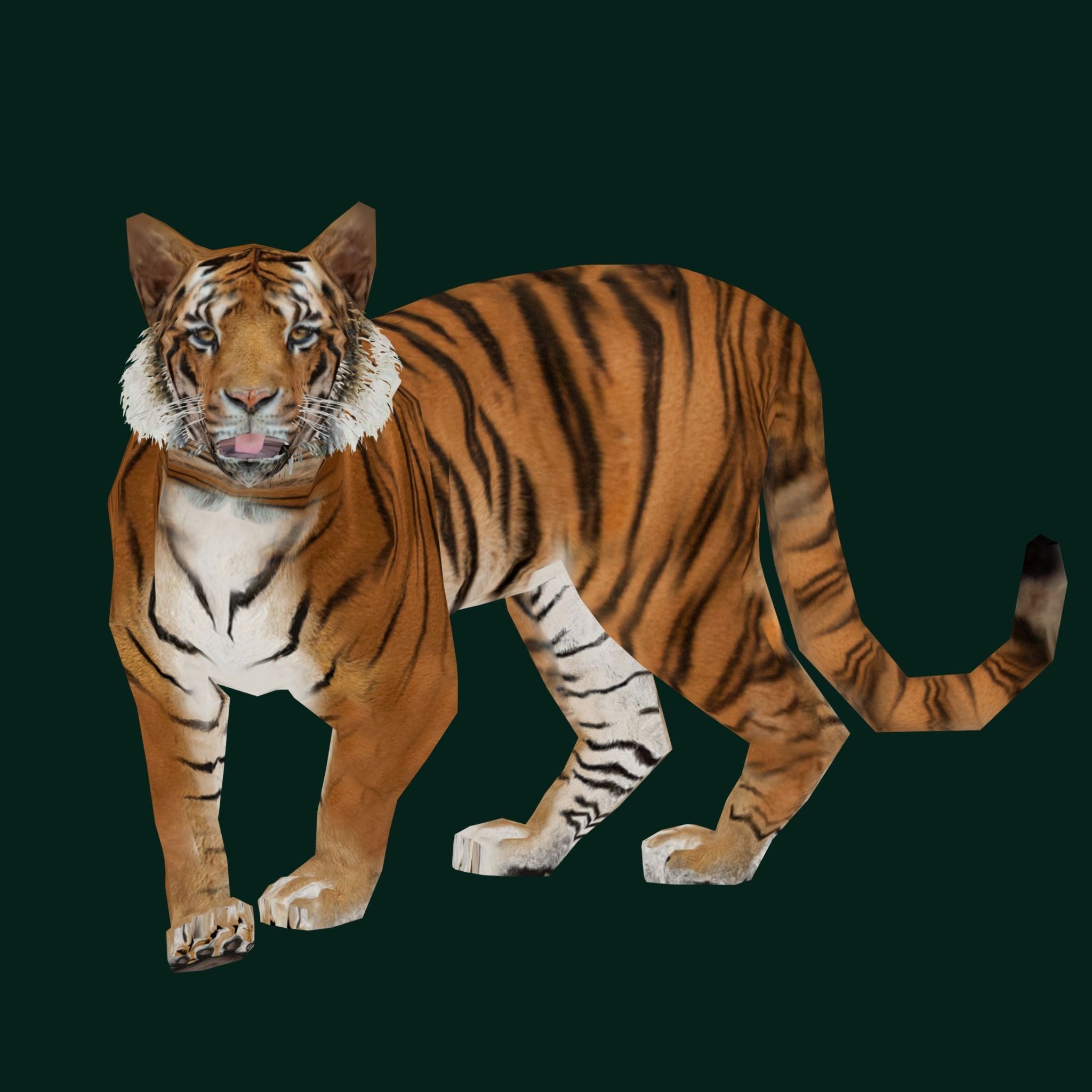 Young South China Tiger Low-poly 3D model_18