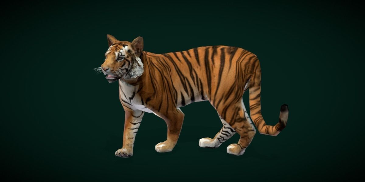 Young South China Tiger Low-poly 3D model_10