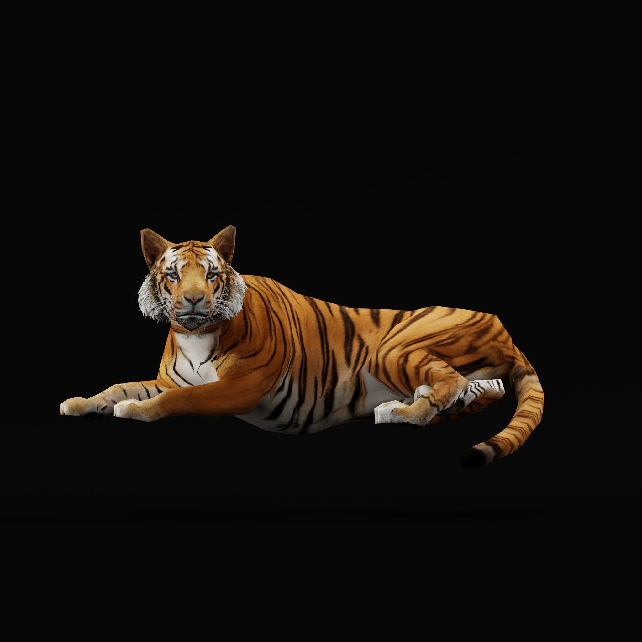 Young South China Tiger Low-poly 3D model_7